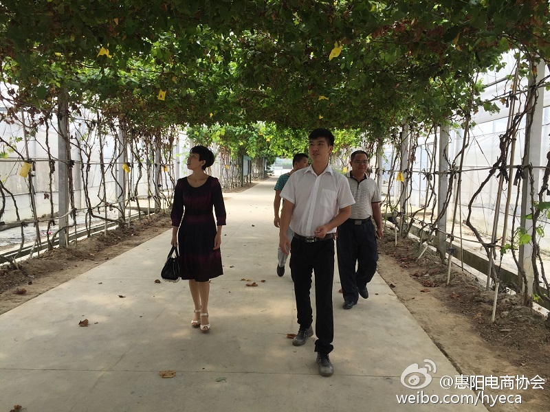 协会领导到平潭镇政府调研：帮助农业走上电商之路(图1)